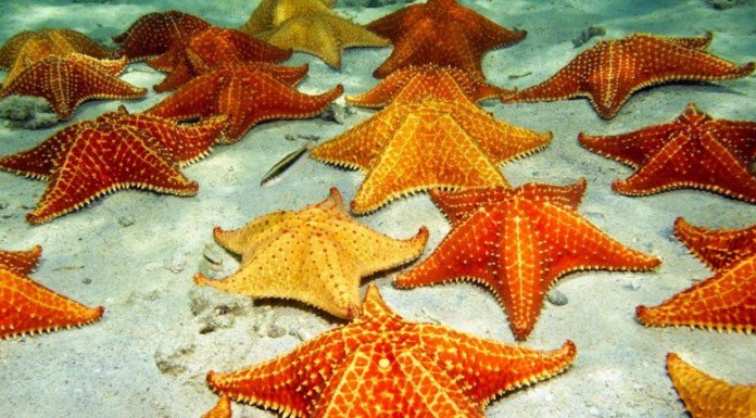 The Student Cities Summit Days Three to Four. Rescuing Starfish!